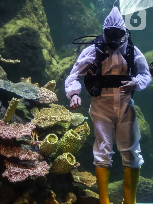 Penyelam mementaskan drama teatrikal yang bertajuk "Semangat perjuangan" di akuarium utama Sea World, Ancol, Jakarta, Selasa (10/11/2020). Pertunjukan dengan latar belakang Pertempuran Surabaya itu digelar pada 7-10 November untuk memperingati Hari Pahlawan Nasional. (Liputan6.com/Johan Tallo)