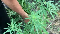 Hanya di Italia, Tentara Juga Bertugas Menanam Ganja