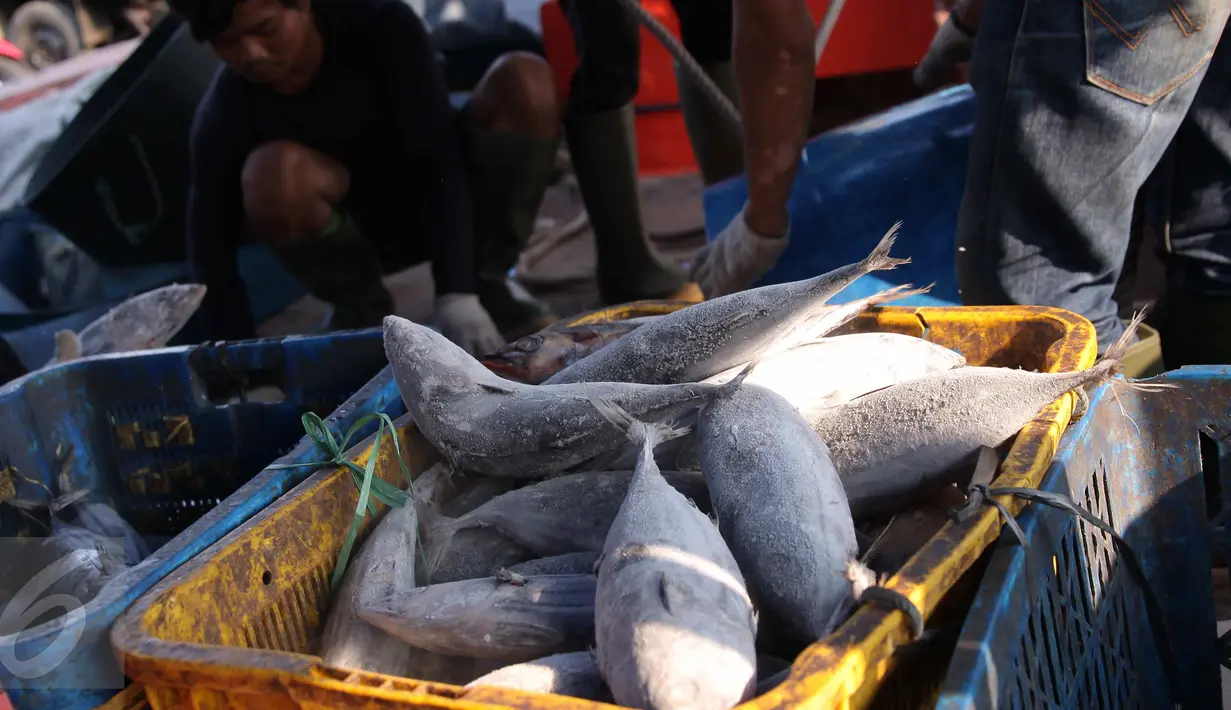 Aktivitas bongkar muat ikan di Pelabuhan Muara Baru, Jakarta, Selasa (22/9/2015). Nelayan mengeluh mahalnya BBM dan Peraturan Menteri No. 2/2015 tentang larangan penggunaan pukat hela dan pukat tarik membuat nelayan merugi. (Liputan6.com/Angga Yuniar) 