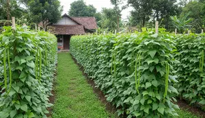 8 Ide Kebun Koro Pedang untuk Lahan Menganggur, Solusi Hemat Ruang dan Panen Maksimal