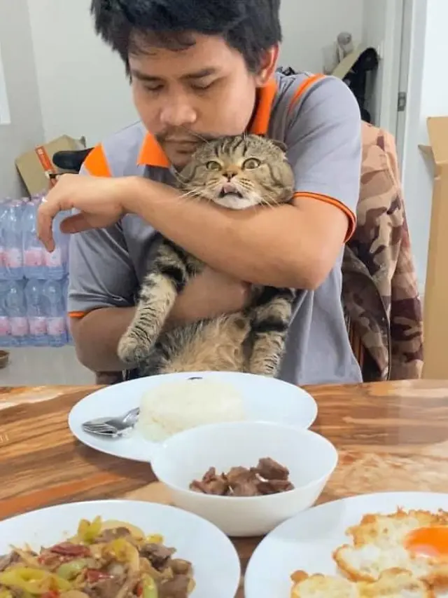 kucing rebut suami