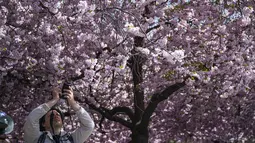 Pada tahun 1998, sebanyak 63 pohon sakura dari Jepang ditanam di sekitar taman tersebut. (Jonathan NACKSTRAND / AFP)