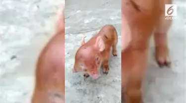 Seekor anak babi lahir dengan kondisi berkapala dua di kota Suining, China. Berikut penampakannya.