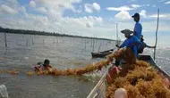 Lima Klaster Budidaya Rumput Laut, Mesin Penggerak Ekonomi Pesisir NTT
