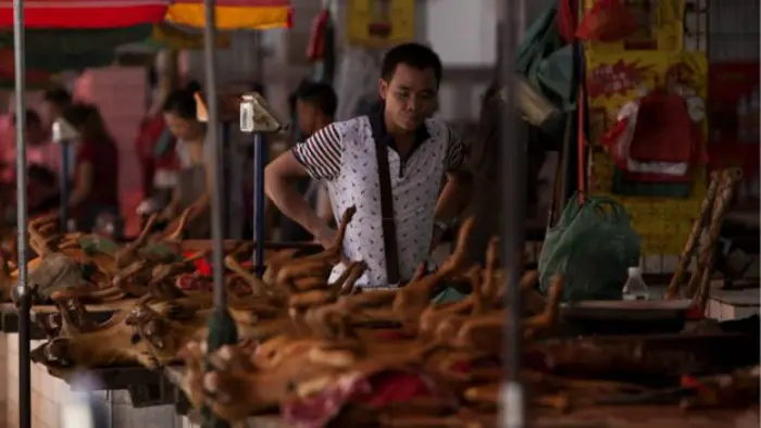 Dalam budaya China, mengonsumsi daging anjing dipercaya bermanfaat untuk kesehatan, terutama saat musim panas. (AFP)