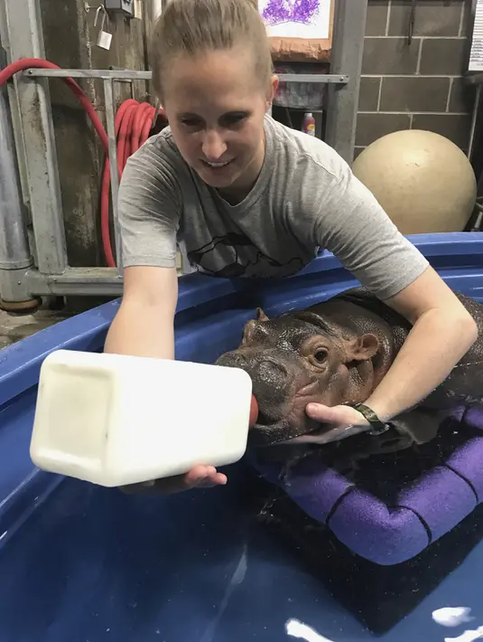 Petugas memberikan susu kepada bayi kuda nil di kebun binatang  Cincinnati, Ohio, AS (23/3). Pada awal kelahirannya bayi kuda nil ini tidak mau masuk kedalam kolam dan enggan main air. (Angela Hatke / Cincinnati Zoo & Botanical Garden via AP)