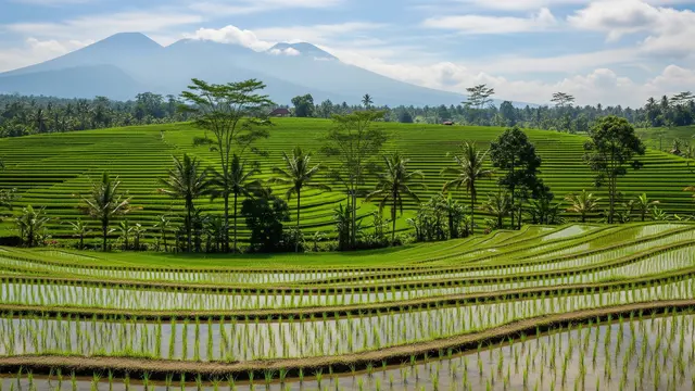 Contoh Ekosistem Buatan