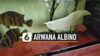 Seekor ikan arwana albino dipamerkan di Provinsi Can Tho, Vietnam. Ikan yang dipercaya membawa keberuntungan ini memiliki harga jual yang sangat tinggi.