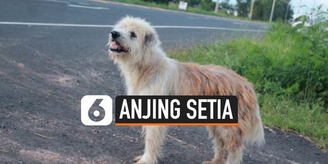 VIDEO: Anjing Tunggu Majikannya 4 Tahun di Tempat yang Sama