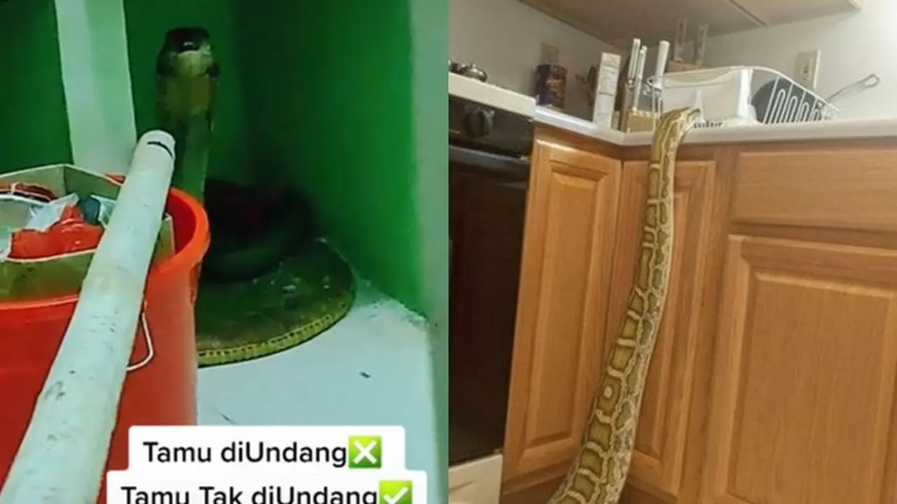 6 Momen Bikin Kaget Ketemu Ular di Dapur, Enggak Jadi Masak