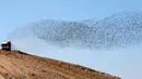 Sebuah truk melintas di bawah sekelompok burung jalak yang tengah bermigrasi di langit kota Beer Sheva, Israel selatan 26 Desember 2016. Fenomena ini disebut 'murmuration' yang berlangsung saat musim dingin. (REUTERS/Baz Ratner)