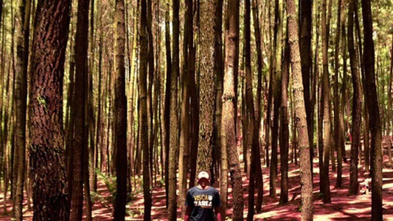 4 Destinasi di Indonesia dengan Panorama Hutan Pinus nan Memesona