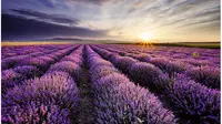 Ungu akan mendominasi penglihatan Anda ketika bertandang ke perkebunan lavender.