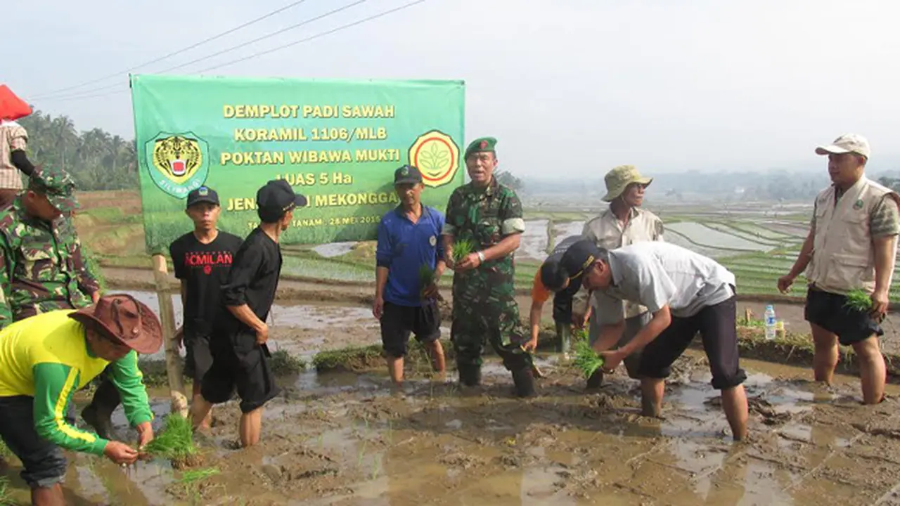 Di Garut Ada Sistem Tanam Padi Jajar Legowo, Seperti Apa?