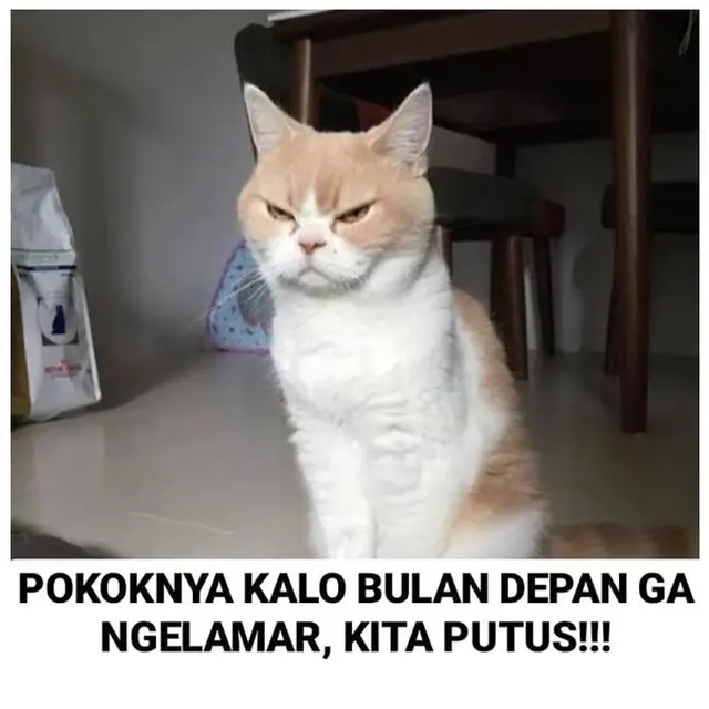 7 Meme Kucing Romantis Minta Dinikahi Ini Bikin Senyum Sendiri