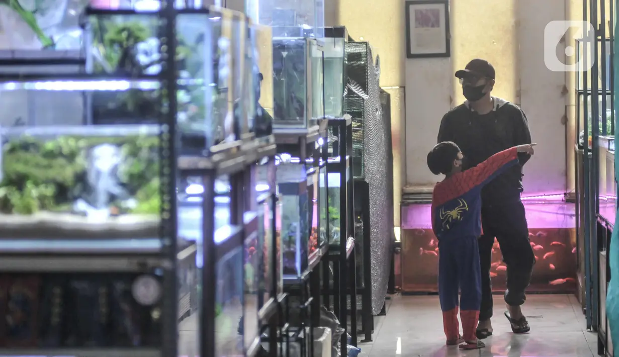 Pengunjung saat melihat koleksi ikan hias di salah satu kios Pasar Ikan Hias Johar Baru, Jakarta Pusat, Senin (30/5/2022). Kementerian Kelautan dan Perikanan (KKP) mencatat ekspor ikan hias Indonesia mengalami peningkatan signifikan pada periode tahun 2017–2021. (merdeka.com/Iqbal S. Nugroho)