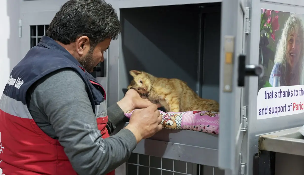 Relawan Mohammed Alaa al-Jalil merawat seekor kucing yang dia selamatkan dari puing-puing bangunan yang hancur akibat gempa di penampungan hewan di al-Bab, di provinsi Aleppo, Suriah yang dikuasai pemberontak pada 24 Februari 2023. Bencana itu menewaskan lebih dari 45.000 orang di kedua negara. (AFP/Rami al Sayed)