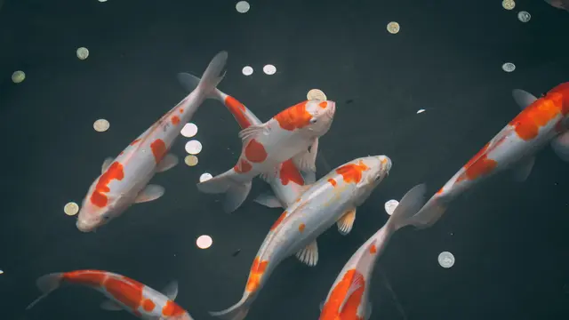 ilustrasi ikan
