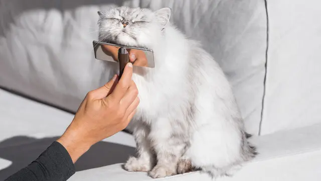 Jarang Rontok, Ini Alasan Bulu Kucing Ragdoll Bertebaran di Sekitar Rumah