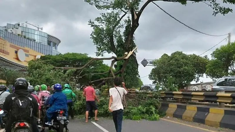 Pohon Tumbang di Jalan Raya Juanda, Depok