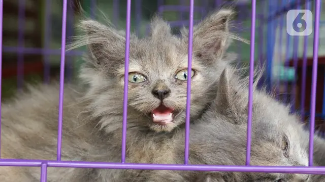 85 Kios di Pasar Hewan Barito Kembali Beroperasi