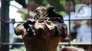Bunga bangkai jenis Amorphophallus Paeoniifolius tumbuh di halaman SDN Kayuringin Jaya II, Bekasi, Jawa Barat, Selasa (8/10/2019). Bunga bangkai jenis Amorphophallus Paeoniifolius dapat tumbuh hingga mencapai dua meter. (merdeka.com/Iqbal Nugroho)