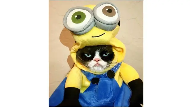 Grumpy Cat Si Selebgram Kucing Berwajah Galak Mati, Ini 7 Foto Ekspresinya