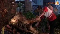 11 Pohon Tumbang di Jakarta, 1 Orang Tewas