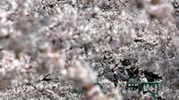 Seorang wanita mengambil gambar bunga Sakura dengan ponselnya di kawasan Asakusa Tokyo, Kamis (6/4). Keindahan Bunga Sakura menyebabkan banyak wisatawan dari manca negara berburu hanya untuk melihatnya mekar. (AFP Photo/ Behrouz MEHRI)