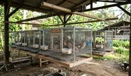8 Ide Kandang Burung Puyuh untuk Lahan Terbatas, Model Gantung hingga Bertingkat