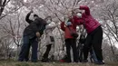 Para pengunjung yang mengenakan mesker mengambil gambar bunga sakura di Taman Yuyuantan, Beijing, China, Kamis (26/3/2020). Musim semi dan bunga sakura bermekaran memikat warga untuk keluar rumah dari yang sebelumnya membatasi diri karena pandemi virus corona COVID-19. (AP Photo/Ng Han Guan)