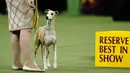 Bourbon sang whippet bersaing dalam Westminster Kennel Club Dog Show ke-144 di New York, Amerika Serikat, Selasa (11/2/2020). Westminster Kennel Club Dog Show ke-144 diikuti 2.600 anjing dari 49 negara bagian. (AP Photo/John Minchillo)