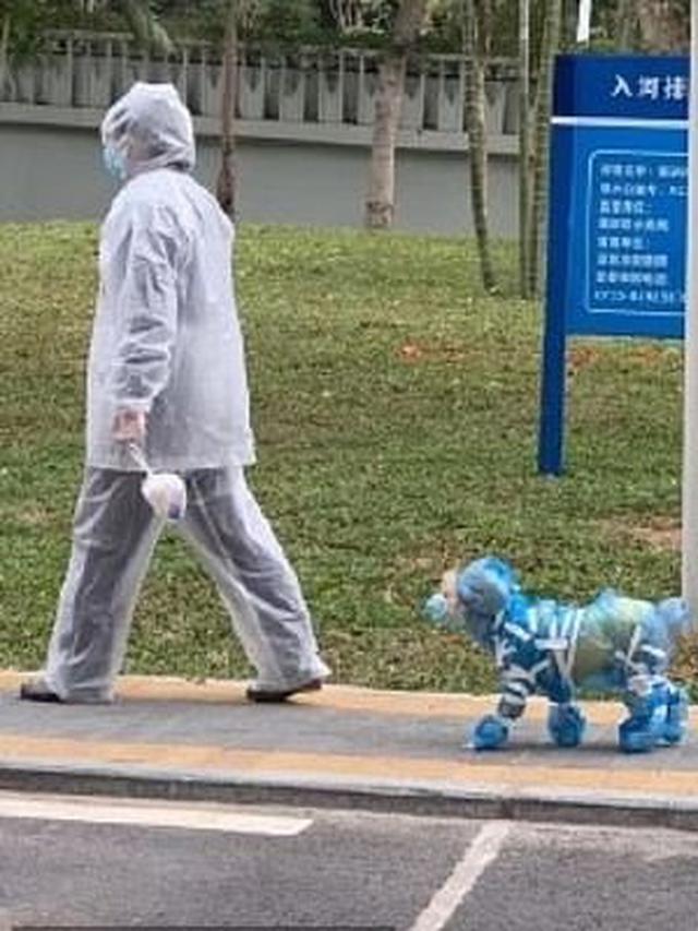 Cegah Virus Corona, Ini 7 Potret Hewan Peliharaan Gunakan Masker Hinga Kaus Kaki