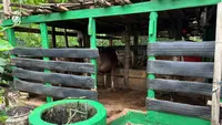 Revolusi Hijau Warga Simbang Berawal dari Kandang Sapi