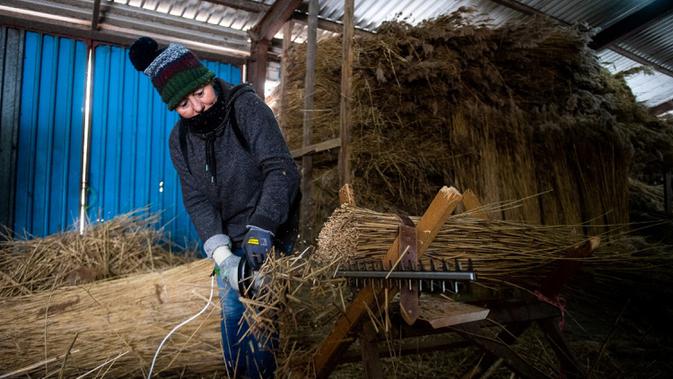 Seorang pekerja memotong seikat buluh untuk diekspor di Desa Jagodno, dekat Elblag, Polandia utara, 19 Februari 2021. Atap buluh terkenal dengan daya tahan dan insulasi termalnya. (MATEUSZ SLODKOWSKI/AFP)
