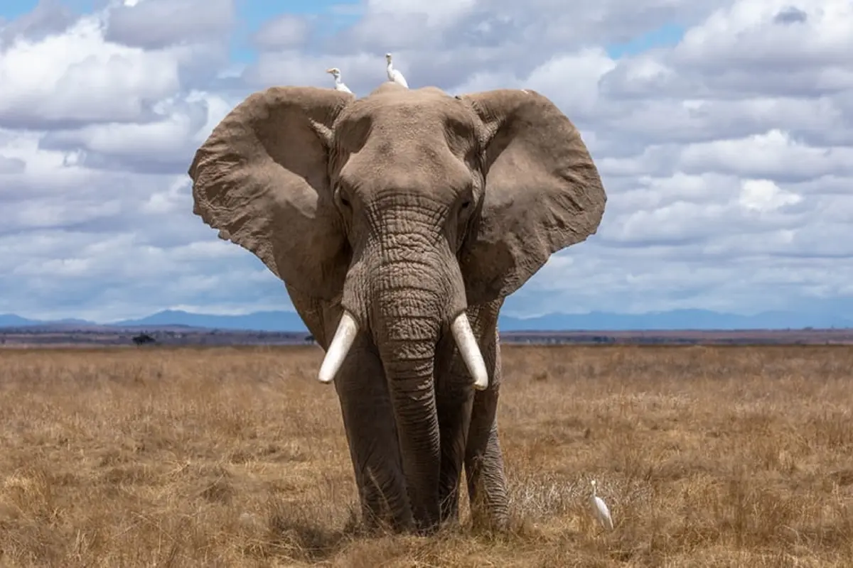 Ilustrasi gajah