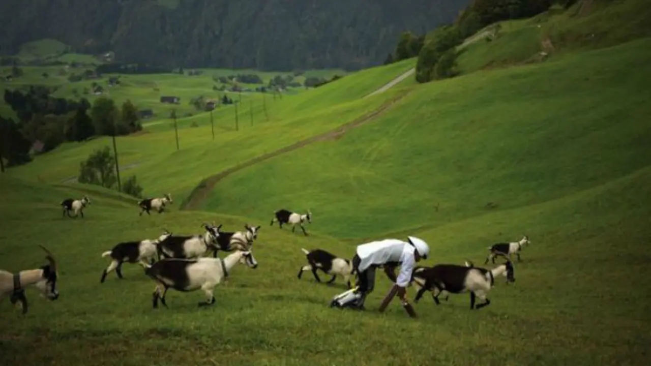 Tom Thwaites tinggal di Pegunungan Alpen dan mencoba hidup seperti kambing selama tiga hari