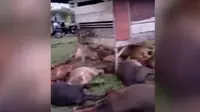 sebanyak 17 sapi warga Desa Kuala Ligan, Kecamatan Sampoiniet, Kabupaten Aceh Jaya mati diduga akibat disambar petir pada Selasa (30/4) sekitar pukul 18.00 WIB. (Liputan6.com/ Dok Ist)