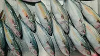 Cara Mengolah Ikan Kembung yang Enak dan Simpel, Cocok untuk Sajian Keluarga