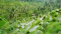 Ubud, Bali. (indosurflife.com)
