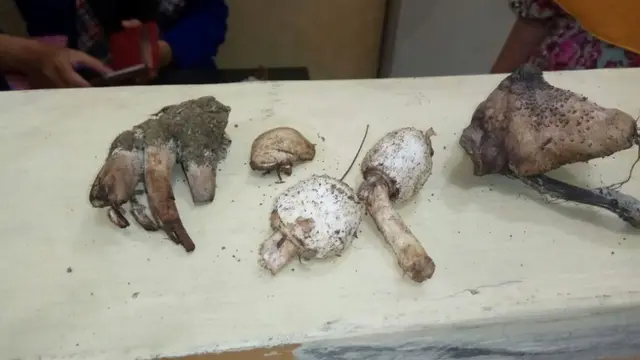 Penampakan jamur yang menyebabkan lima anak punk keracunan. (Liputan6.com/Muhamad Ridlo)