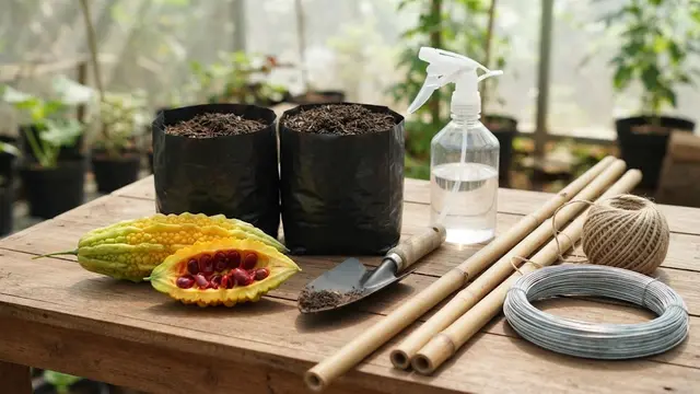 Cara Menanam Pare di Polybag