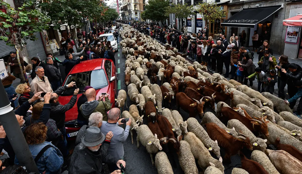 Kawanan domba dan kambing digiring menuju pusat kota Madrid pada Minggu (20/10/2019). Para gembala Spanyol menggiring sekitar 2.000 domba ke jalan-jalan untuk melindungi hak menggembala, migrasi dan menggiring ternak yang semakin terancam oleh perluasan permukiman. (OSCAR DEL POZO / AFP)
