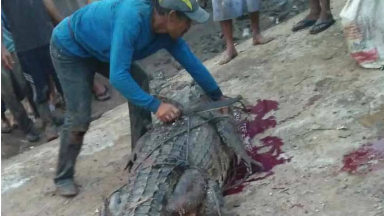 Di Dalam Perut Buaya Muara 4 Meter Ini Ditemukan Kaki Korban