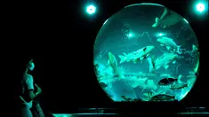 Seorang perempuan melihat ikan mas koki nishiki-goi dalam akuarium pajangan bertajuk "Earth Aquarium" selama pratinjau pers pameran Art Aquarium 2020 di Tokyo, Jepang, Kamis (27/8/2020). Art Aquarium kini menampilkan 30 ribu ikan mas yang ditempatkan di tangki-tangki besar. (Behrouz MEHRI / AFP)