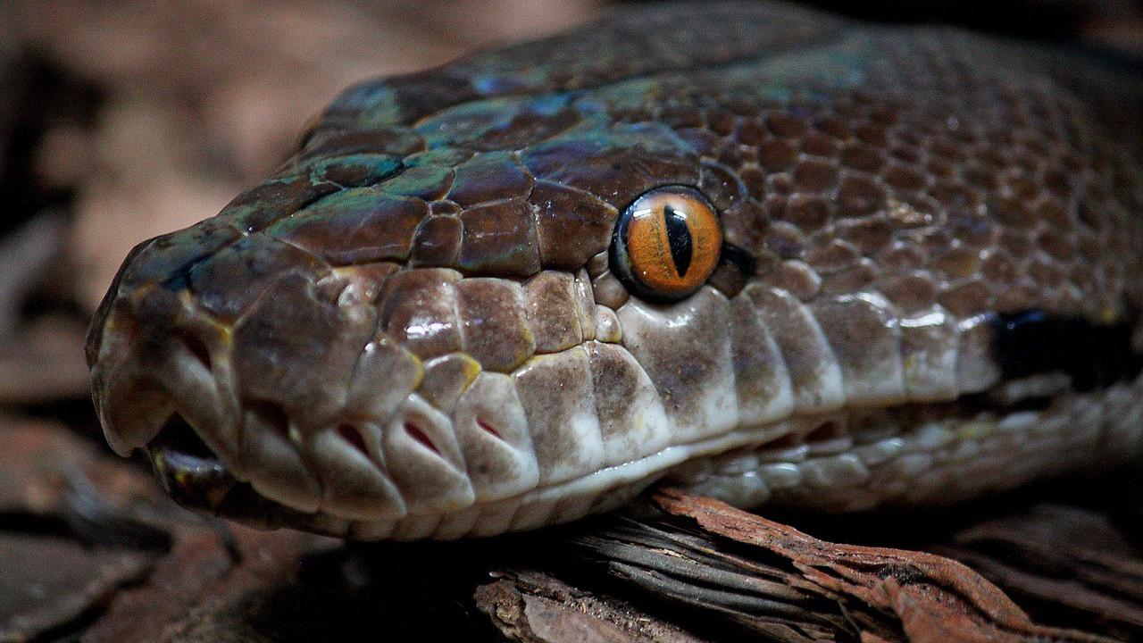 Ular qizga alkogol solib berishdi