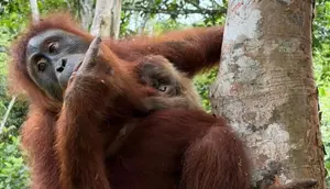 Kabar dari Hutan Jantho Jelang HUT RI ke-81, Wenda Lahirkan Bayi Orang Utan