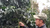 Enjang menunjukan satu pohon jenis kopi java Peranger dengan biji yang sangat banyak dan cukup besar (Liputan6.com/Jayadi Supriadin)