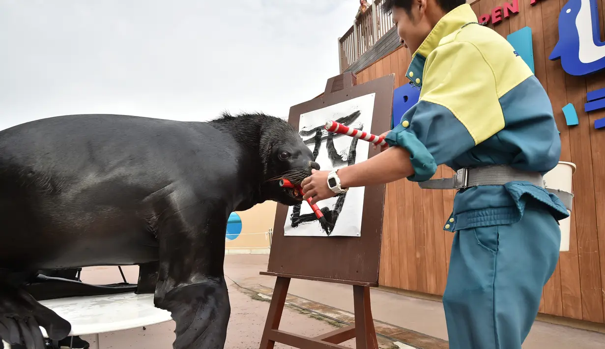Leo ditemani pelatihnya membuat aksara Tiongkok di Hakkeijima Sea Paradise akuarium di Yokohama, Tokyo, Jepang (26/12). Leo membuat kaligrafi aksara Tiongkok yang berati Rooster atau Ayam Jantan dalam rangka menyambut tahun baru Imlek. (AFP/Kazuhiro Nogi)