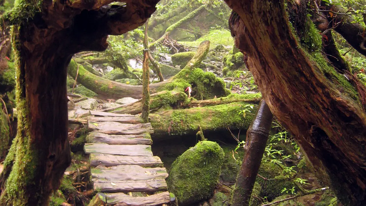 Terkesima oleh Nuansa Asli Alam Jepang di Yakushima